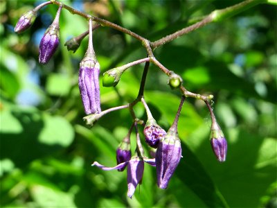 Bittersüßer Nachtschatten (Solanum dulcamara) am Kraichbach in Hockenheim