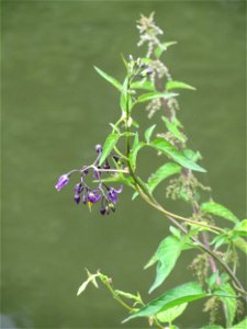 Bittersüßer Nachtschatten (Solanum dulcamara) an der Saar in Saarbrücken