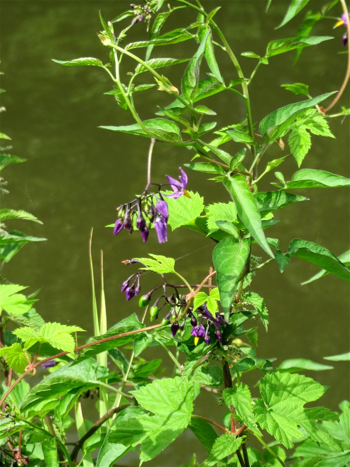 Bittersüßer Nachtschatten (Solanum dulcamara) an der Saar in Saarbrücken