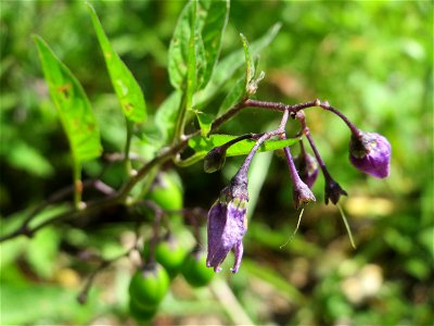 Bittersüßer Nachtschatten (Solanum dulcamara) im Naturschutzgebiet „St. Arnualer Wiesen“
