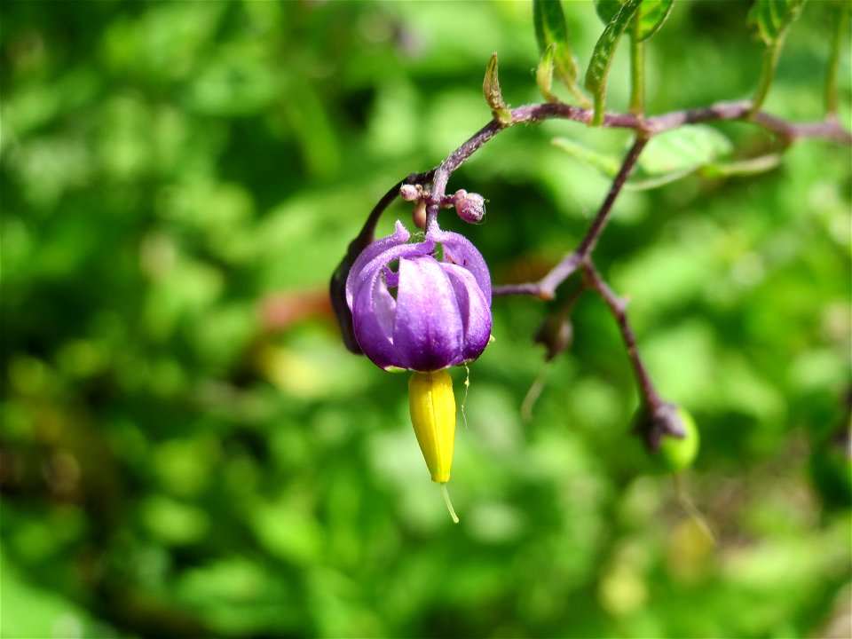 Bittersüßer Nachtschatten (Solanum dulcamara) im Naturschutzgebiet „St. Arnualer Wiesen“