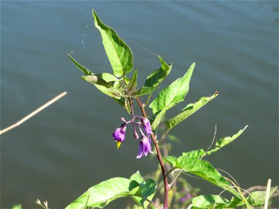 Bittersüßer Nachtschatten (Solanum dulcamara) an der Saar in Alt-Saarbrücken