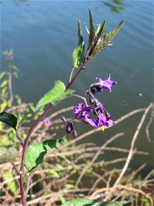 Bittersüßer Nachtschatten (Solanum dulcamara) an der Saar in Alt-Saarbrücken