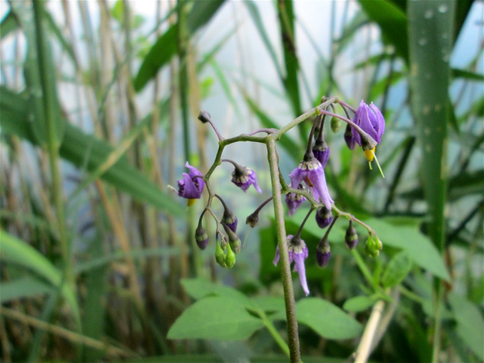Bittersüßer Nachtschatten (Solanum dulcamara) am Hockenheimer Baggersee in der Schwetzinger Hardt