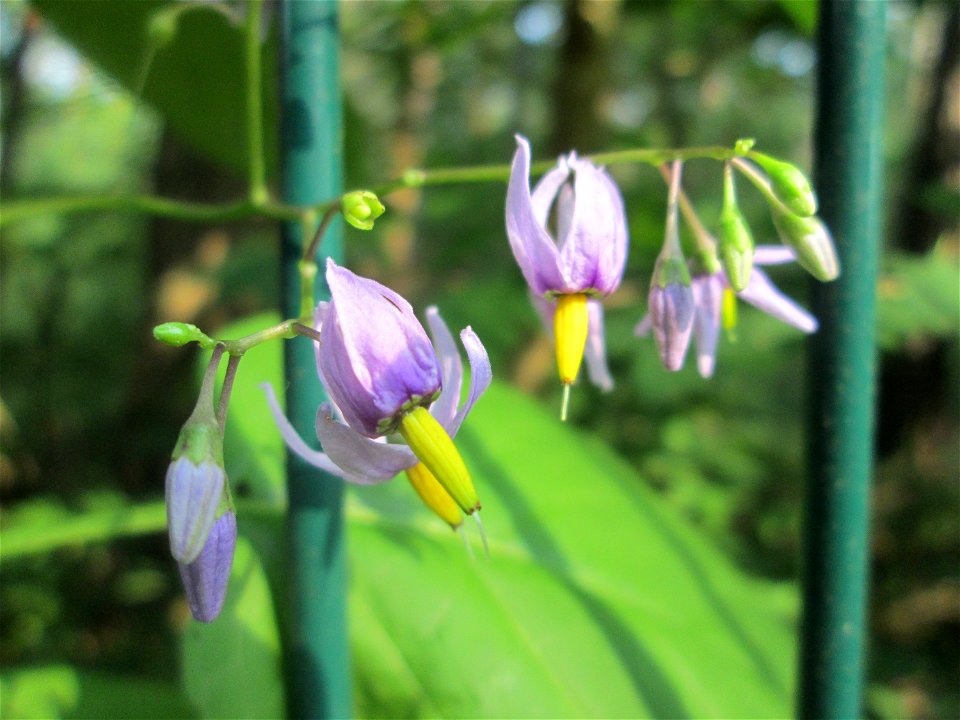 Bittersüßer Nachtschatten (Solanum dulcamara) in der Schwetzinger Hardt