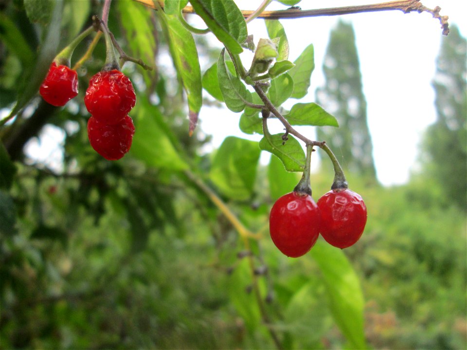 Bittersüßer Nachtschatten (Solanum dulcamara) am Kraichbach in Hockenheim