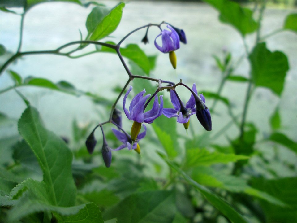 Bittersüßer Nachtschatten (Solanum dulcamara) am Großen Weiher im Schwetzinger Schlossgarten