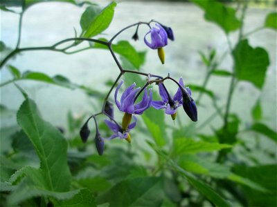 Bittersüßer Nachtschatten (Solanum dulcamara) am Großen Weiher im Schwetzinger Schlossgarten