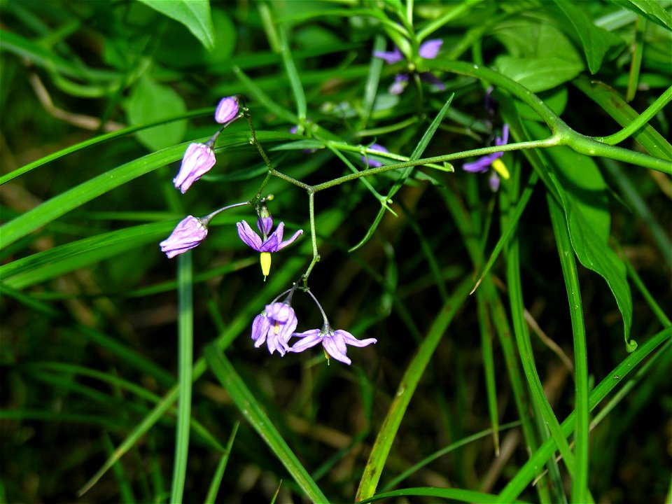 Karklavijas (Solanum dulcamara)
Šeima. Bulviniai (Solanaceae)

Foto: Algirdas, 2005 m., Lietuva