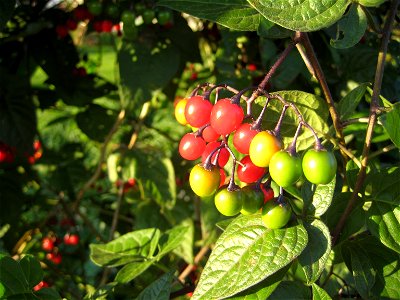 Woody Nightshade (solanum dulcamara), displaying leaves and fruits in various stages of ripeness.