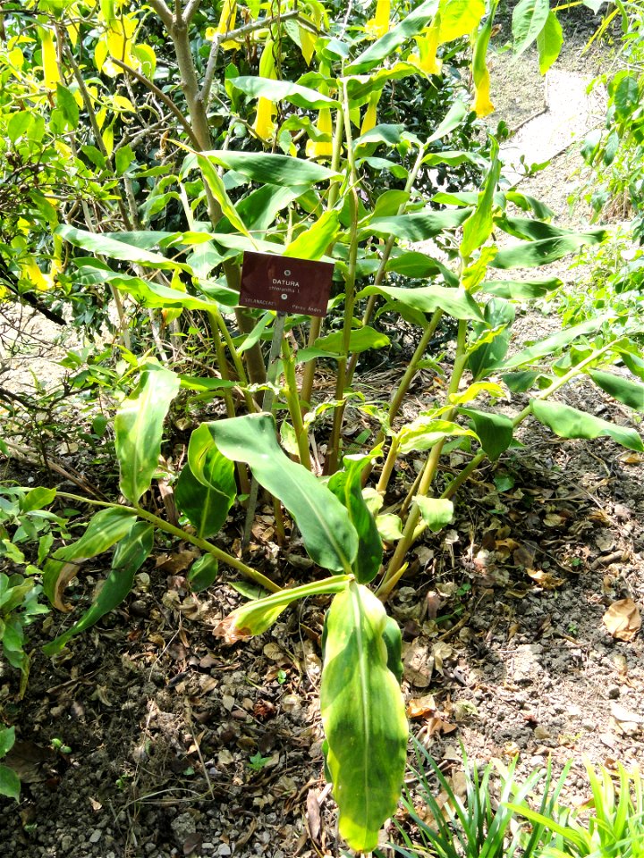Datura chlorantha specimen in the Jardin botanique du Val Rahmeh, Menton, Alpes-Maritimes, France.