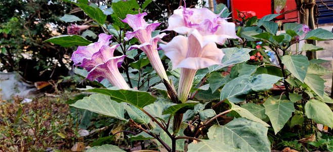 Plant is slightly pubescent, with green to dark violet shoots and oval to broad oval leaves that are often dark violet as well. The pleasantly-scented 6–8 in (15–20 cm) flowers are immensely varied, a photo
