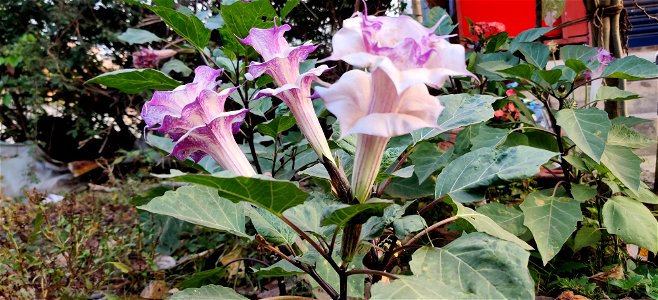 Plant is slightly pubescent, with green to dark violet shoots and oval to broad oval leaves that are often dark violet as well. The pleasantly-scented 6–8 in (15–20 cm) flowers are immensely varied, a