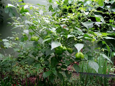 Cambuci peppers, known in English as Bishop's crown peppers, growing in a garden. This variety is often harvested and used while still green, and it ripens into a red colour.