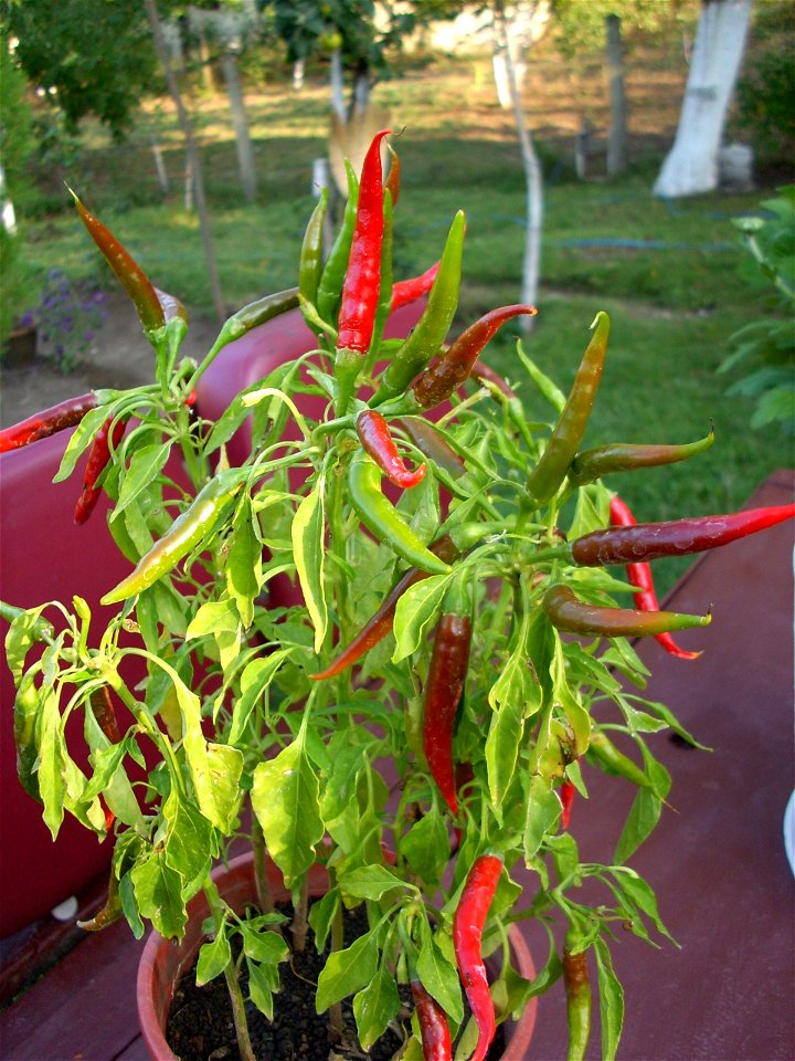 Capsicum baccatum