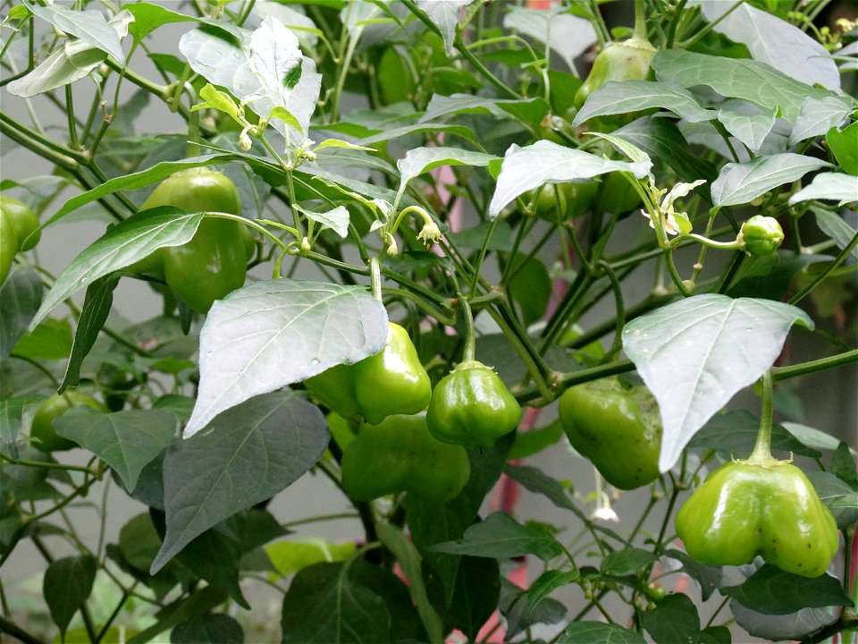 Cambuci peppers, known in English as Bishop's crown peppers, growing in a garden. This variety is often harvested and used while still green, and it ripens into a red colour.