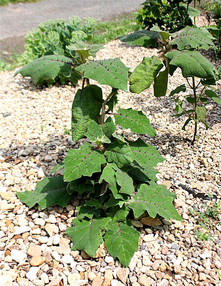 Gymnázium Brno-Řečkovice, school garden