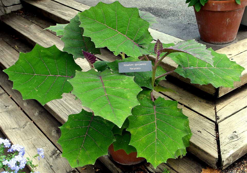 Self made image of Naranjilla plant.