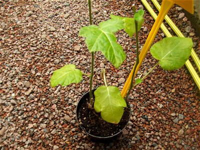 Solanum quitoense, picture taken at the Botanische tuin TU Delft in Delft, The Netherlands photo