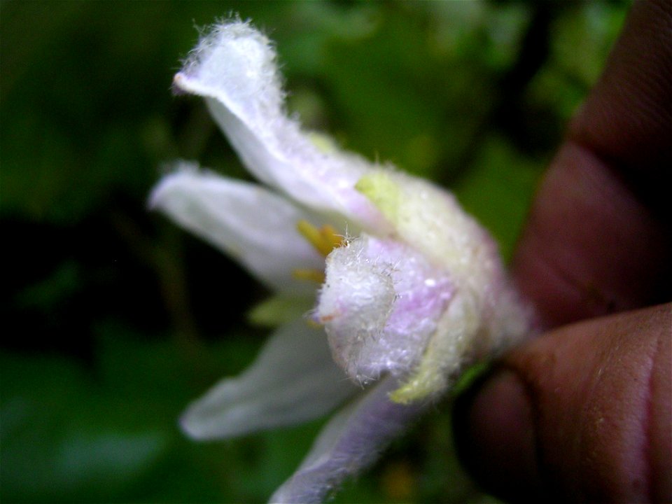 This is the flower.