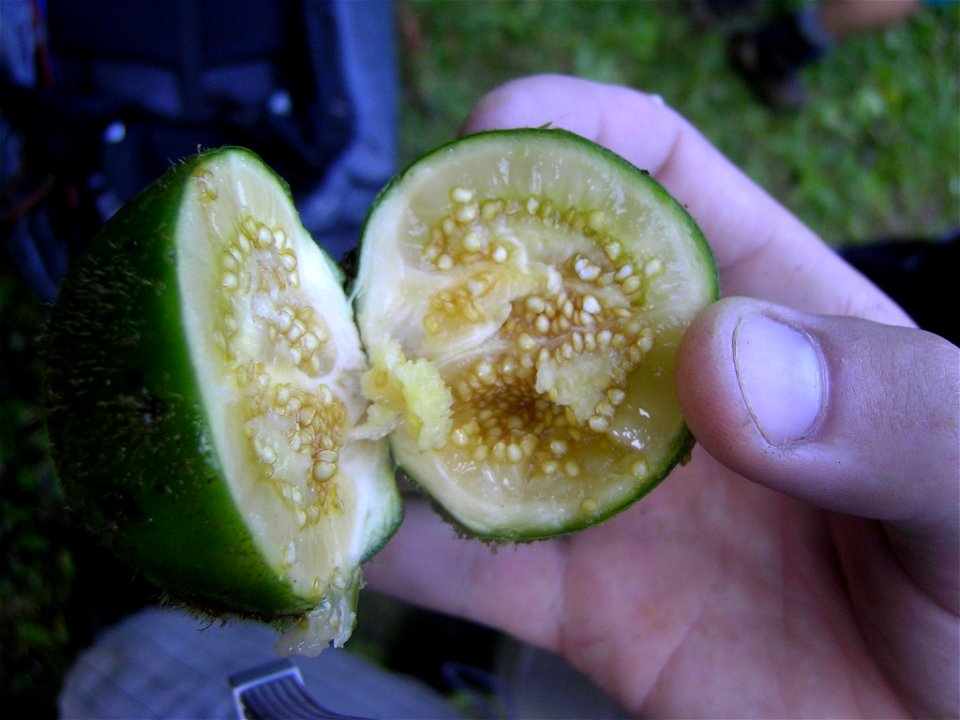 This photo was taken in Costa Rica, about 20 miles in the rain forest.