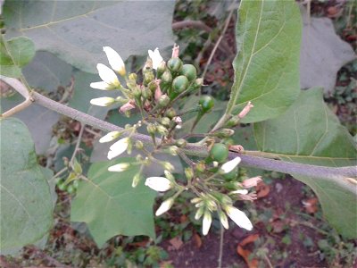 சுண்டை 
Botanical name - Solanum torvum
Common name -  TURKEY BERRY       
Natural medicine to diabetic ; Medicine for piles related diseases ; Also a medicine for snake-bite .
S.Soundarapan