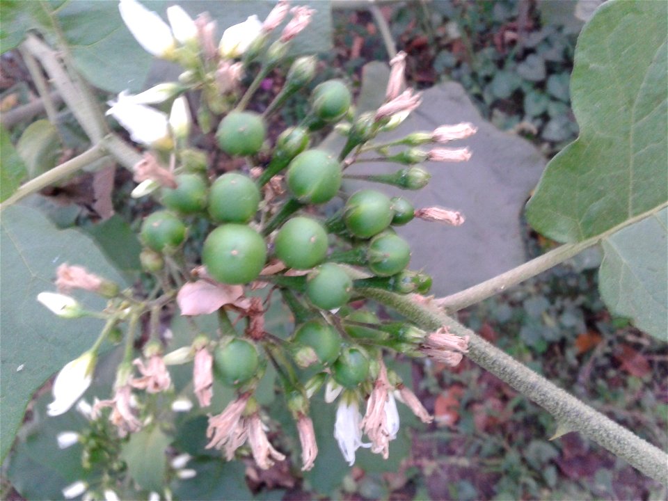 சுண்டை 
Botanical name - Solanum torvum
Common name -  TURKEY BERRY       
Natural medicine to diabetic ; Medicine for piles related diseases ; Also a medicine for snake-bite .
சுண்டை 
Botan