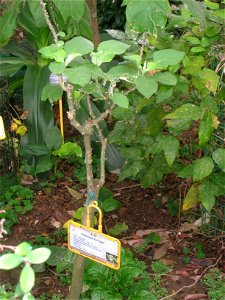 Solanum torvum. Plant specimen in the Hong Kong Zoological and Botanical Gardens, Hong Kong.