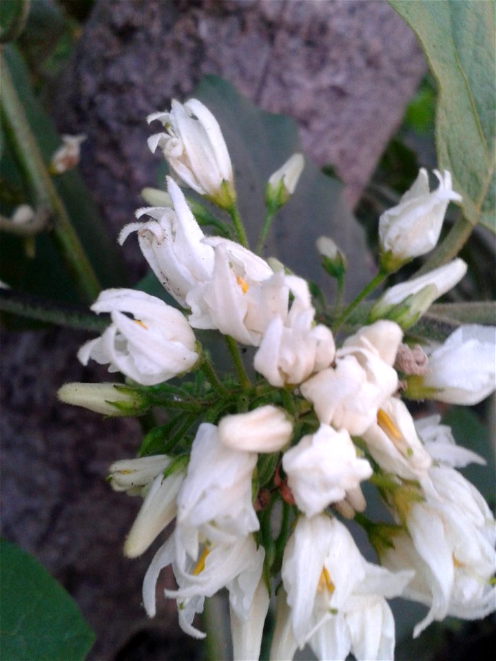 சுண்டை 
Botanical name - Solanum torvum
Common name -  TURKEY BERRY       
Natural medicine to diabetic ; Medicine for piles related diseases ; Also a medicine for snake-bite .
S.Soundarapan