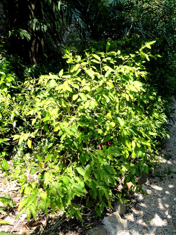 Solanum pseudocapsicum specimen in the Jardin botanique du Val Rahmeh, Menton, Alpes-Maritimes, France.