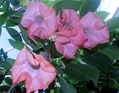  ; Flowers, trees, and other plant stuff
Pinkish-Purplish flowering plant. Inga edulis.(NOT Inga edulis, possibly Brugmansia suaveolens Richard Avery (talk) 15:28, 12 July 2014 (UTC))