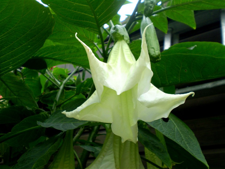 Brugmansia cultivar, mostly of Brugmansia suaveolens heritage, white flower