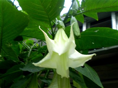 Brugmansia cultivar, mostly of Brugmansia suaveolens heritage, white flower photo