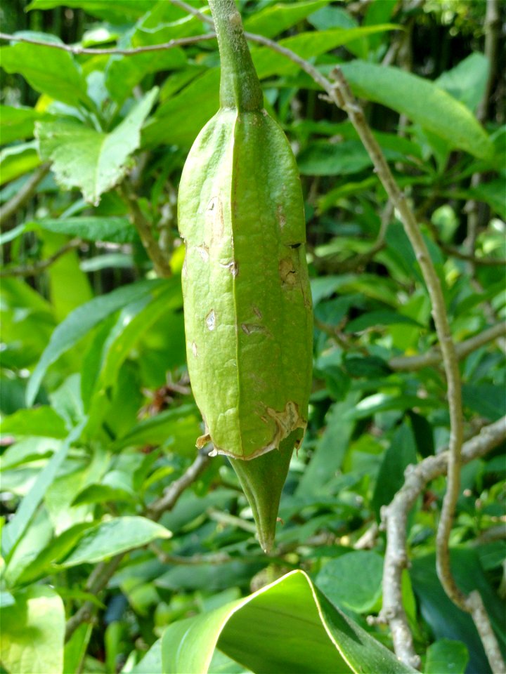 Brugmansia suaveolens specimen in the Jardin botanique du Val Rahmeh, Menton, Alpes-Maritimes, France.