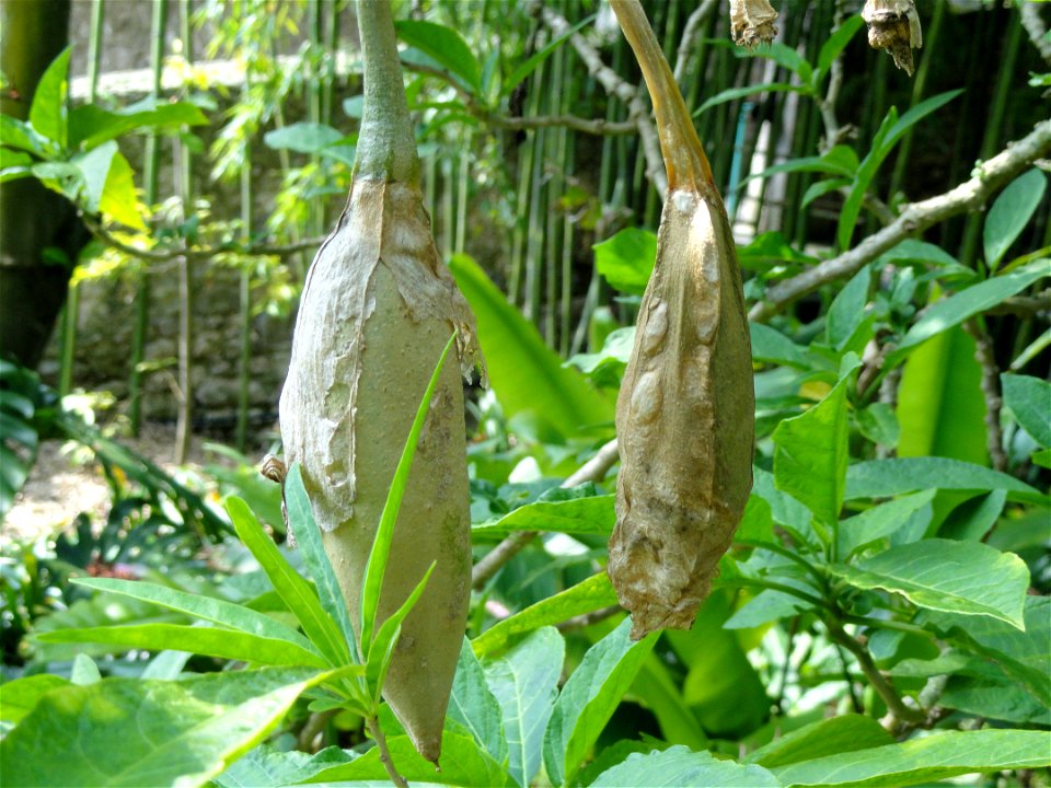 Brugmansia suaveolens specimen in the Jardin botanique du Val Rahmeh, Menton, Alpes-Maritimes, France.