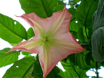 Brugmansia suaveolens, pink flower showing fused stamens