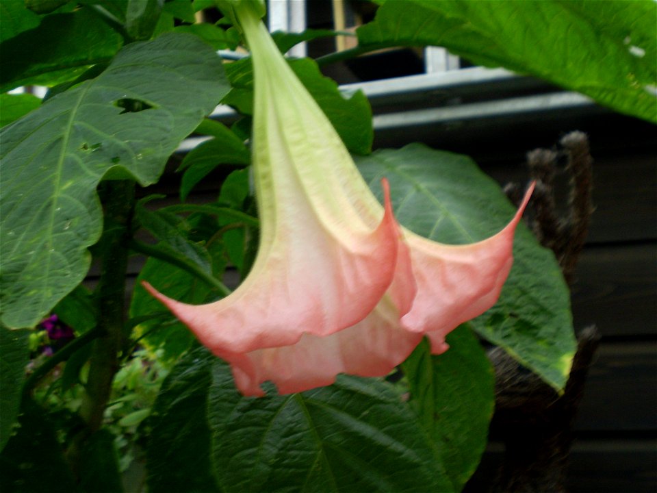 Brugmansia suaveolens, pink flower