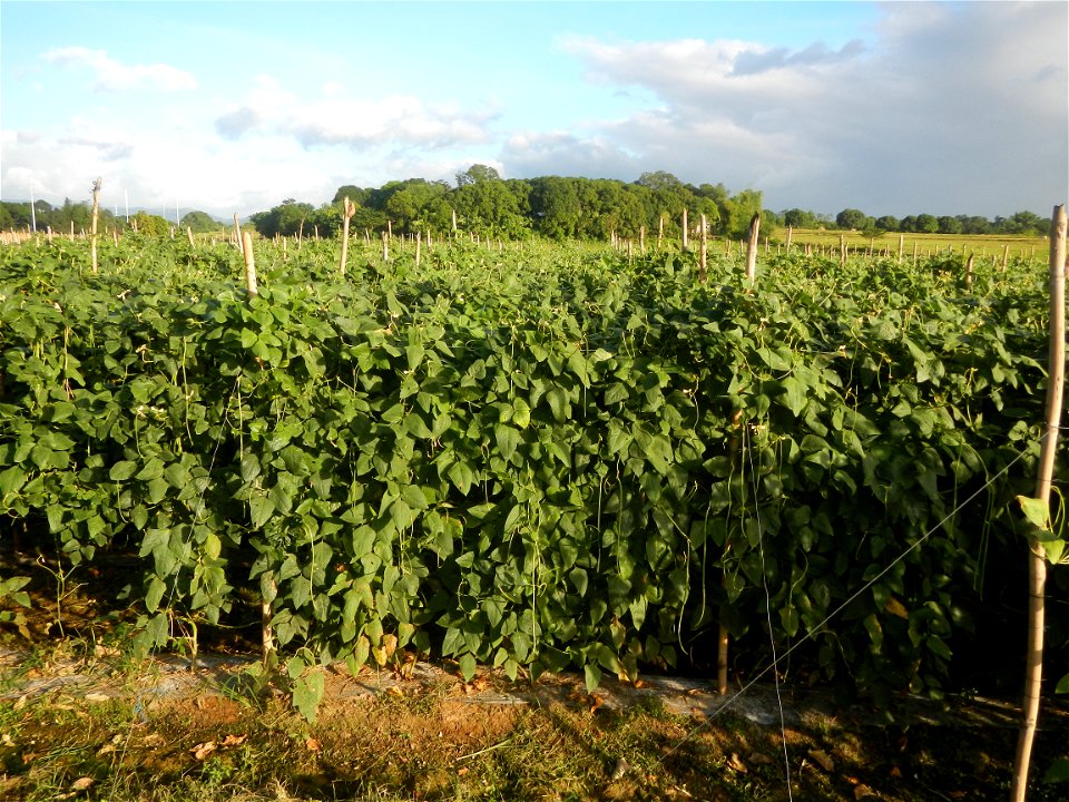 Paddy fields and vegetable (Capsicum annuum var. longum, Okra, Momordica charantia and Vigna unguiculata subsp. sesquipedalis) plantations in Upig - Bagong Barrio, San Ildefonso, Bulacan Barangays Upi