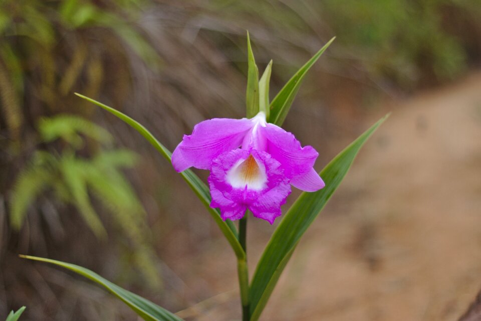Tropical orchid exotic