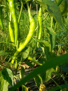 Paddy fields and vegetable (Capsicum annuum var. longum, Okra, Momordica charantia and Vigna unguiculata subsp. sesquipedalis) plantations in Upig - Bagong Barrio, San Ildefonso, Bulacan Barangays Upi