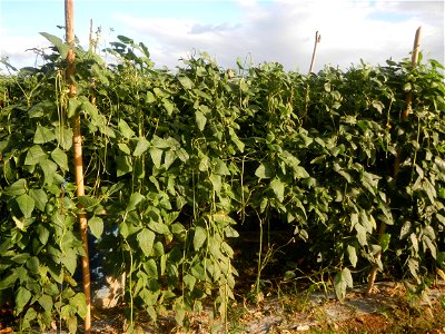 Paddy fields and vegetable (Capsicum annuum var. longum, Okra, Momordica charantia and Vigna unguiculata subsp. sesquipedalis) plantations in Upig - Bagong Barrio, San Ildefonso, Bulacan Barangays Upi