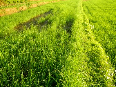 Paddy fields and vegetable (Capsicum annuum var. longum, Okra, Momordica charantia and Vigna unguiculata subsp. sesquipedalis) plantations in Upig - Bagong Barrio, San Ildefonso, Bulacan Barangays Upi
