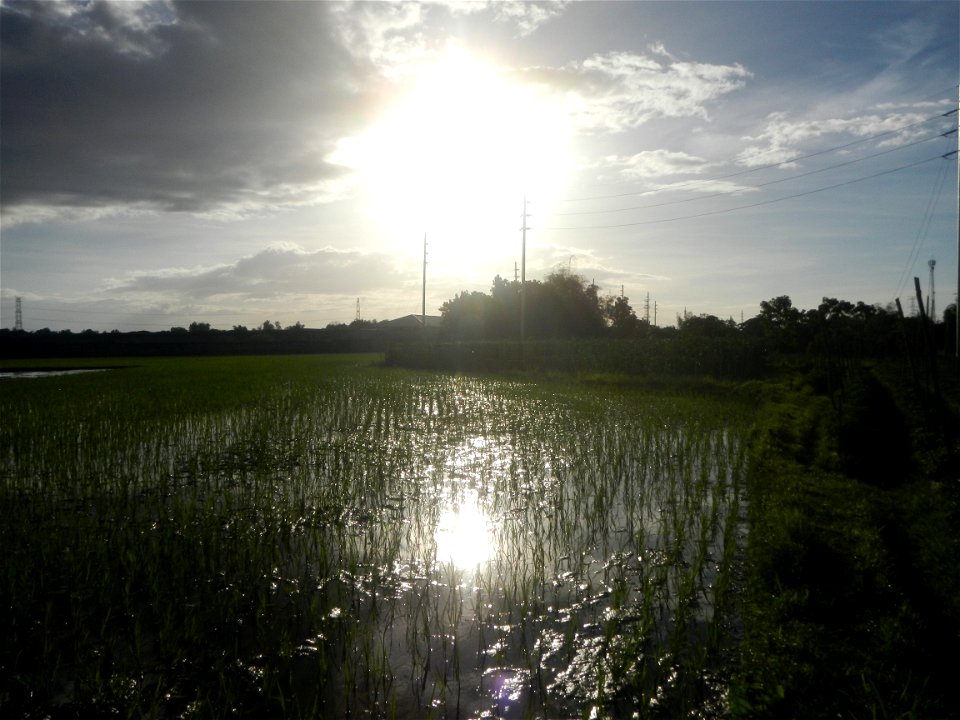 Paddy fields and vegetable (Capsicum annuum var. longum, Okra, Momordica charantia and Vigna unguiculata subsp. sesquipedalis) plantations in Upig - Bagong Barrio, San Ildefonso, Bulacan Barangays Upi