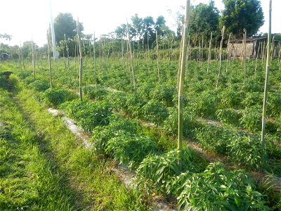 Paddy fields and vegetable (Capsicum annuum var. longum, Okra, Momordica charantia and Vigna unguiculata subsp. sesquipedalis) plantations in Upig - Bagong Barrio, San Ildefonso, Bulacan Barangays Upi
