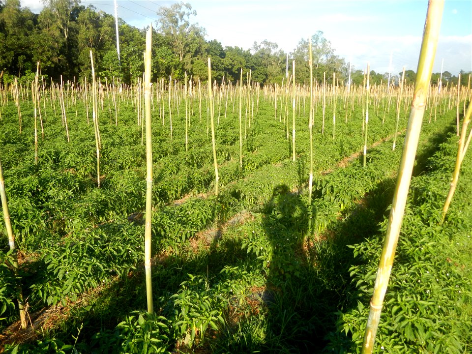 Paddy fields and vegetable (Capsicum annuum var. longum, Okra, Momordica charantia and Vigna unguiculata subsp. sesquipedalis) plantations in Upig - Bagong Barrio, San Ildefonso, Bulacan Barangays Upi