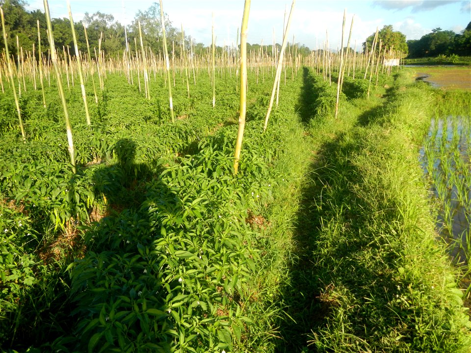 Paddy fields and vegetable (Capsicum annuum var. longum, Okra, Momordica charantia and Vigna unguiculata subsp. sesquipedalis) plantations in Upig - Bagong Barrio, San Ildefonso, Bulacan Barangays Upi