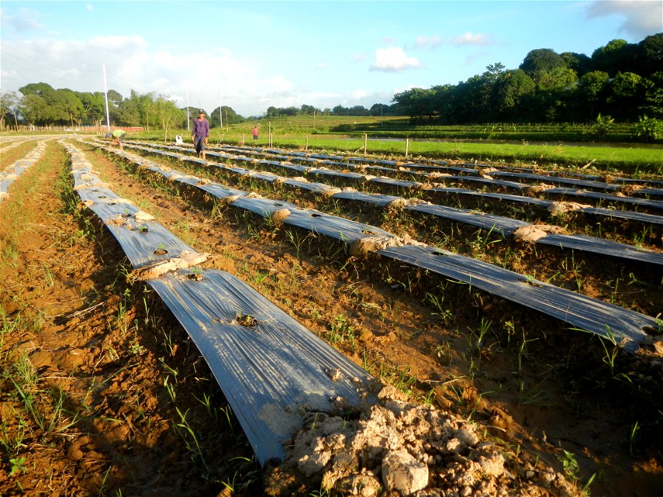 Paddy fields and vegetable (Capsicum annuum var. longum, Okra, Momordica charantia and Vigna unguiculata subsp. sesquipedalis) plantations in Upig - Bagong Barrio, San Ildefonso, Bulacan Barangays Upi