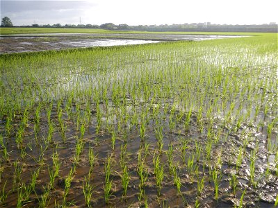 Paddy fields and vegetable (Capsicum annuum var. longum, Okra, Momordica charantia and Vigna unguiculata subsp. sesquipedalis) plantations in Upig - Bagong Barrio, San Ildefonso, Bulacan Barangays Upi
