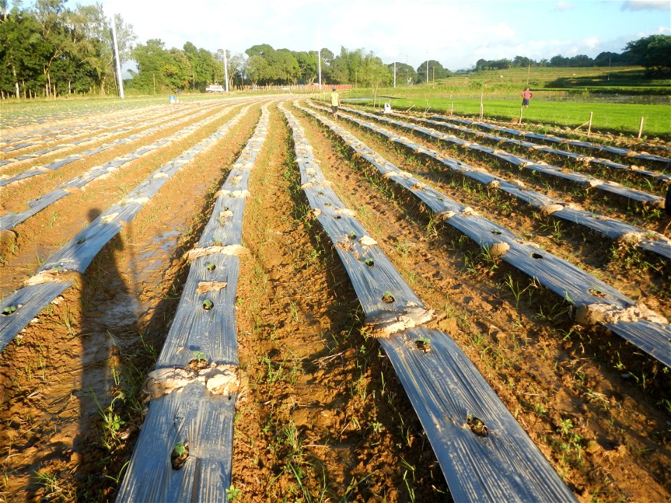 Paddy fields and vegetable (Capsicum annuum var. longum, Okra, Momordica charantia and Vigna unguiculata subsp. sesquipedalis) plantations in Upig - Bagong Barrio, San Ildefonso, Bulacan Barangays Upi