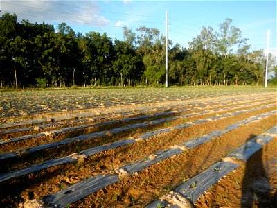 Paddy fields and vegetable (Capsicum annuum var. longum, Okra, Momordica charantia and Vigna unguiculata subsp. sesquipedalis) plantations in Upig - Bagong Barrio, San Ildefonso, Bulacan Barangays Upi